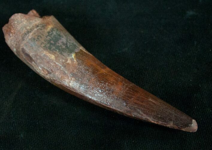 High Quality Spinosaurus Tooth #9067